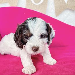 Cavapoo Puppies from Roth Puppy Patch