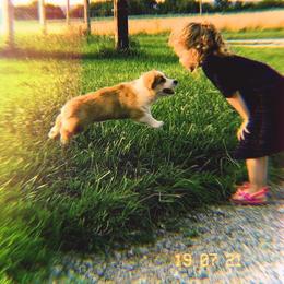Pembroke Welsh Corgi Puppies from The King’s Corgis