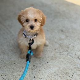 Cub - Apricot male Australian Labradoodle puppy in Calhoun, Louisiana from Arrowhead Australian Labradoodles