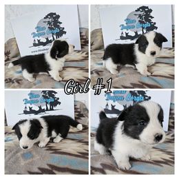 Girl 1 - Black and white female American Corgi puppy in Natchitoches. La, Louisiana from Bleu Bayou Corgis