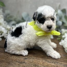 Patches - Parti male Poodle puppy in West Plains, Missouri from The Royal Kennel