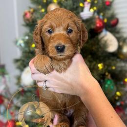 Frost (light blue collar) - Apricot male Goldendoodle puppy in Murrieta, California from Apricot Poodles & Goldendoodles, LLC