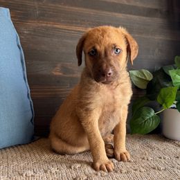Sugar baby - Sedge female Chesapeake Bay Retriever puppy in Ulen, Minnesota from North Wind Gundogs