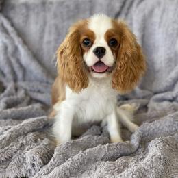 Hoku - Cavalier King Charles Spaniel