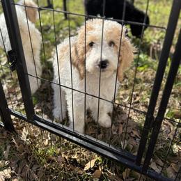 Bernedoodle and Double Doodle Puppies from ETX Dandy Doodle
