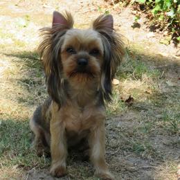 Madison (Maddy) - Blue and gold male Yorkshire Terrier puppy in Portland, Oregon from Bohemian Beauty Yorkshire Terrier