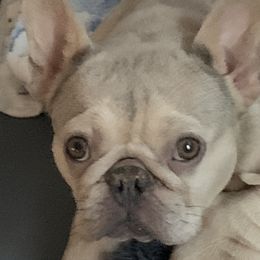 French Bulldogs from The Chipper Frenchie