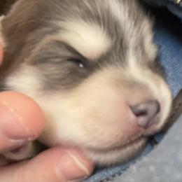 Pomsky Puppies from Full Moon Pomskies