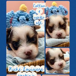 Cotton - Chocolate, tan and white male Yorkshire Terrier puppy in Tangipahoa County, Louisiana from Riche’ Louisiana Yorkies
