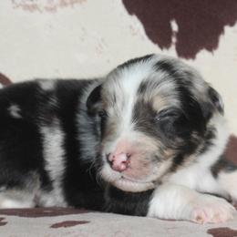 MAGIC - Blue merle male Australian Shepherd puppy in Star City, Arkansas from Blush & Lace Aussie Co.