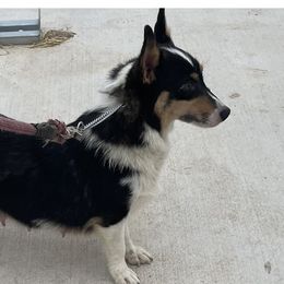 Lola - Pembroke Welsh Corgi