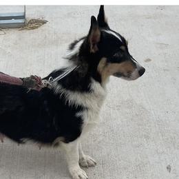 Lola - Pembroke Welsh Corgi