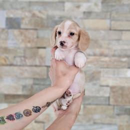 Boy 1 - Piebald male Dachshund puppy in Rancho Cucamonga, California from Pretty Little Dachshunds