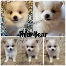 Pomeranian Puppies from Brandi’s Pomeranians