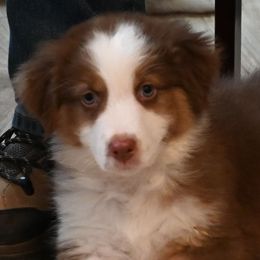 Anatolian Shepherd Dogs and Australian Shepherds from Tina Burks