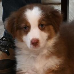 Anatolian Shepherd Dogs and Australian Shepherds from Tina Burks