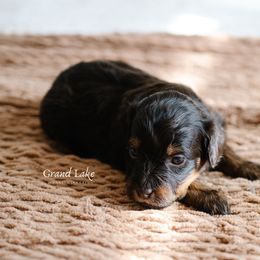 Lucy - Brown female Schnoodle puppy in Grove, Oklahoma from Grand Lake Poodles & Doodles