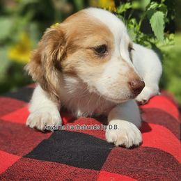 Firefly 1695.00 - Piebald female Dachshund puppy in Ben Wheeler, Texas from Anytime Dachshunds by D.B.