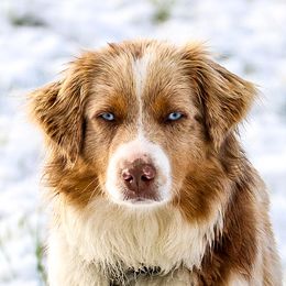 Peach Pie - Miniature Australian Shepherd