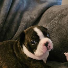 Birdy - Black brindle and white female Boston Terrier puppy in Marion, North Carolina from Christy's Boston Butts
