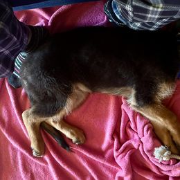 German Shepherd Puppies from Ewig Krieger Kennels