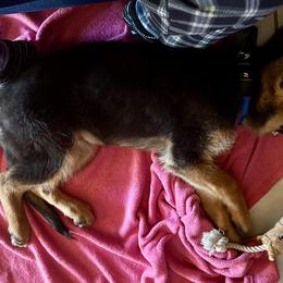German Shepherd Puppies from Ewig Krieger Kennels
