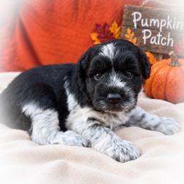 Benny - Parti male Miniature Schnauzer puppy in Dorr, Michigan from Enchanted Paws