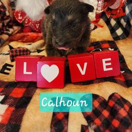 Calhoun - Blue female German Shepherd puppy in Los Lunas, New Mexico from Mali's German Shepherds LLC