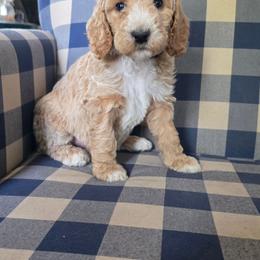 Charlie - Caramel red male Labradoodle puppy in Galt, Missouri from Only Doodles!