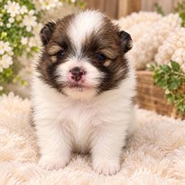 Layla - Wolf sable female Pomeranian puppy in Fayetteville, North Carolina from Tar-heel Poms