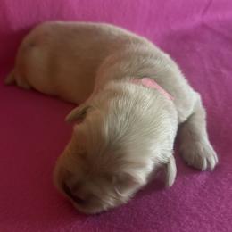 Golden Retriever puppies from Chevaline Goldens
