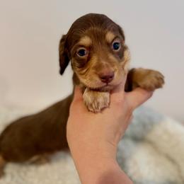 Chocolate and cream boy - Chocolate and cream male Dachshund puppy in Beaver, Pennsylvania from Meaden’s Mini Dachshunds
