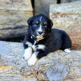 Australian Shepherd Puppies from Steady Aim Aussies