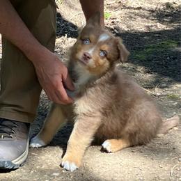 Topaz - Red tri male Miniature Australian Shepherd puppy in Priest River, Washington from Offgrid Aussies