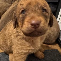 Red - Sedge male Chesapeake Bay Retriever puppy in Lewiston, Utah from Bellus Chesapeakes