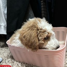 Aussiedoodle Puppies from Sheila Harwell