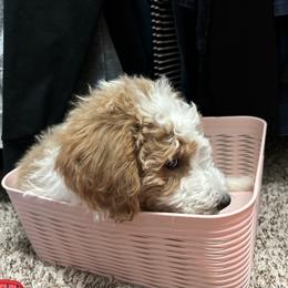 Aussiedoodle Puppies from Sheila Harwell