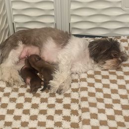 Shih Tzu puppies from Wood Foo Breeders