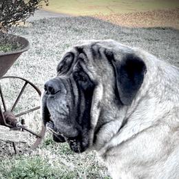 Giorgio - Mastiff