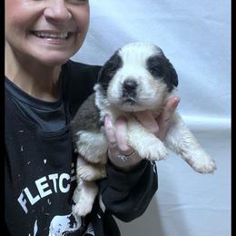 Black Collar - Mahogany and white male Saint Bernard puppy in New Philadelphia, Ohio from Fletchers Saints