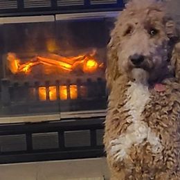Aussiedoodles and Poodles from La-di-da doodles