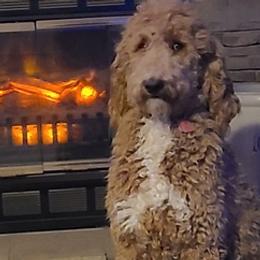 Aussiedoodles and Poodles from La-di-da doodles