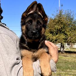 German Shepherd Puppies from Zaragoza German Shepherds