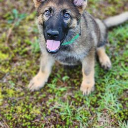 Constitution - Sable German Shepherd puppy in Deer Park, Alabama from Von Richardson Elite German Shepherds