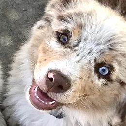 Maverick - Miniature Australian Shepherd