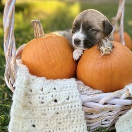 Caucasian Shepherd Dog, Labradoodle, and Saint Bernard Puppies from Blue Line Kennels