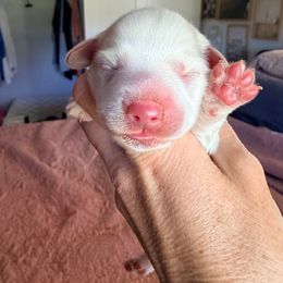 Casper - Cream male Dachshund puppy in Alva, Florida from Salty C's Dachshunds