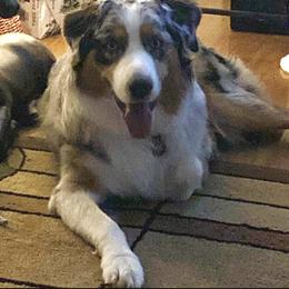 Australian Shepherd All Grown Up from Muckalee Lane Aussies