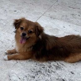 Sunshine Mi-Ki's Romeo - Brown male Mi-Ki puppy in Fort Myers Beach, Florida from Sunshine Mi-Ki's