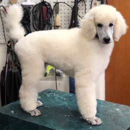 Poodle Puppies from D and D Standard Poodles